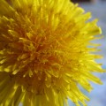 dandelion